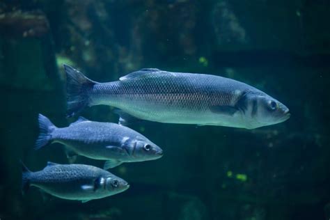 european fish|The 30 Most Common Mediterranean Sea Fish .